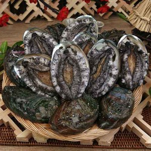 참전복1KG [ 17-18미 ]
