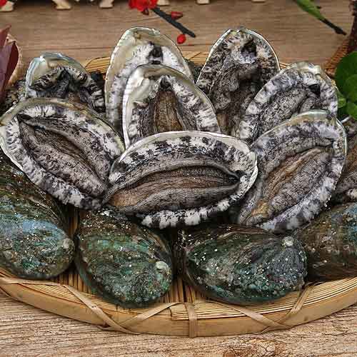 참전복1KG [ 14-16미 ]